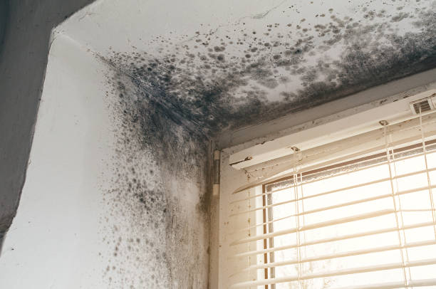 Affordable Mold Remediation solutions in Forest Hill, TX