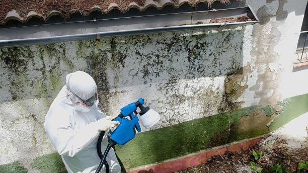 Trusted Black Mold Removal service in Forest Hill, TX - Cheap Mold Removal